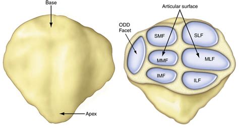 odd facet|patella latin.